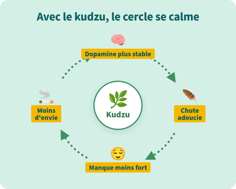 Kudzu molécule
